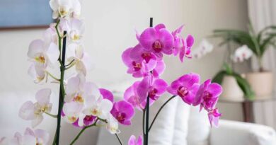 Types of Orchids: All You Need To Know About
