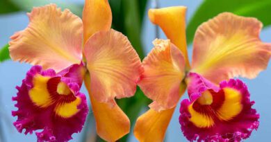 Significance And Uses of Cattleya Orchids