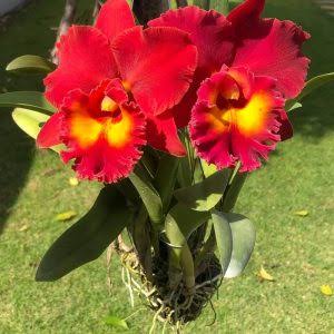 Significance And Uses of Cattleya Orchids