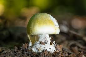 Economic Importance, Uses, and By-Products of Mushroom Cap