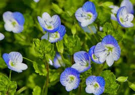 Veronica Flowers (Veronicas): Complete Growing and Care Guide 