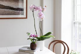 Significance and Uses of Moth Orchid Flowers