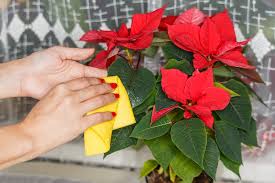 Poinsettia Flowers (Euphorbia Pulcherrima): Complete Growing and Care Guide 