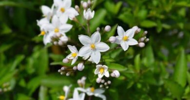 All You Need To Know About Small White Flowers