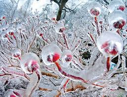 Significance and Uses of Frozen Flowers