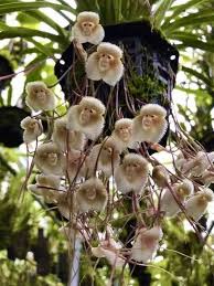 Significance and Uses of Monkey Orchid Flowers 