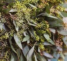 Significance And Uses of Seeded Eucalyptus Flower