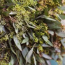 Significance And Uses of Seeded Eucalyptus Flower