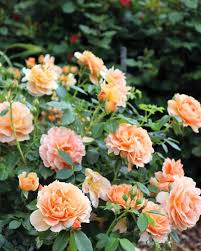 Peach Rose Flowers (Persian Yellow): All You Need To Know About 