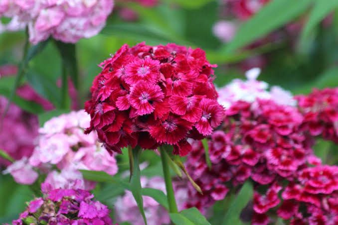 All You Need To Know About Sweet William Flowers
