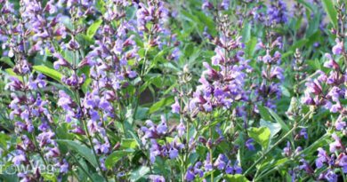Significance And Uses of Sage Flower