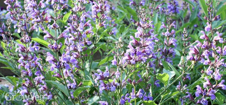 Significance And Uses of Sage Flower
