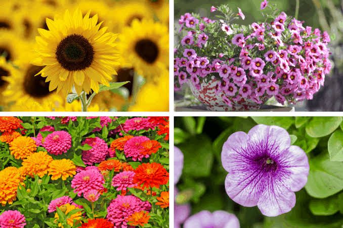 Full Sun Flowers: All You Need To Know About