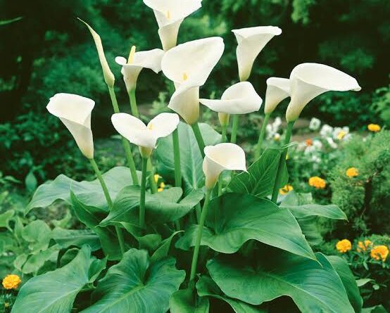 Significance And Uses of Zantedeschia Aethiopica Flower