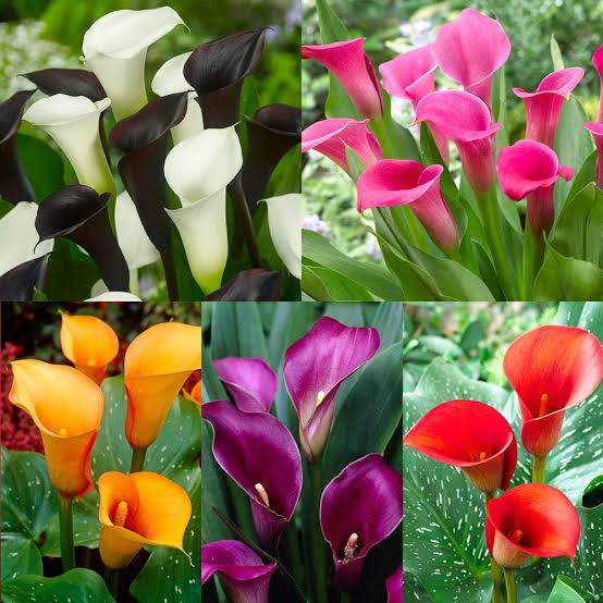 Significance And Uses of Zantedeschia Aethiopica Flower