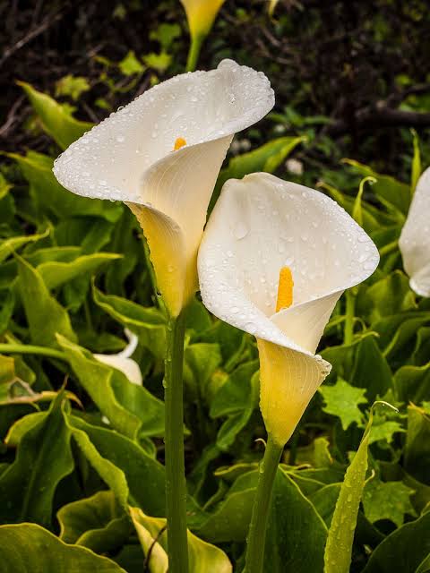 Significance And Uses of Zantedeschia Aethiopica Flower