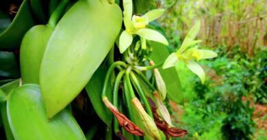 Vanilla Flower (Vanilla planifolia): All You Need To Know About