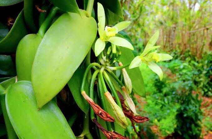 Vanilla Flower (Vanilla planifolia): All You Need To Know About