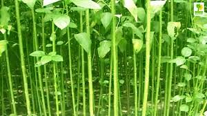Economic Importance, Uses, and By-Products of Jute Cortex Jute Cortex