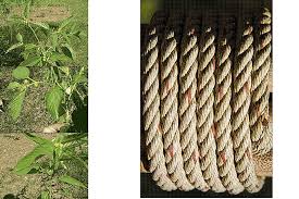Economic Importance, Uses, and By-Products of Jute Outer bark