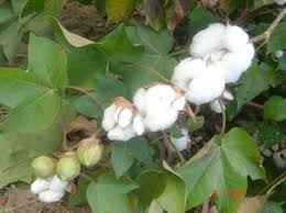 Cotton Plant Anther