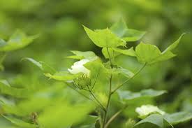 Cotton Plant Phloem