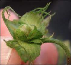 Cotton Plant Bracts