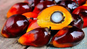 Oil Palm’s Palm Kernel Oil