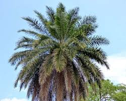 Oil Palm Crown