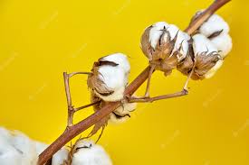 Cotton Plant Stem