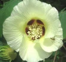 Cotton Plant Ovary