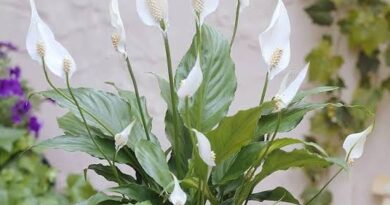 Spathiphyllum (Peace Lily): All You Need To Know About