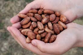 Economic Importance, Uses, and By-Products of Cocoa/Cacao Seeds