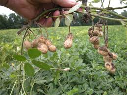 Economic Importance, Uses, and By-Products of Groundnuts/Peanuts Leaflets