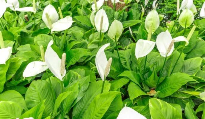 Spathiphyllum (Peace Lily): All You Need To Know About Spathiphyllum (Peace Lily): All You Need To Know About