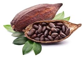 Cocoa/Cacao Pods