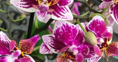 Significance And Uses of Phalaenopsis Flower