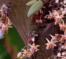 Economic Importance, Uses, and By-Products of Cocoa/Cacao Flowers