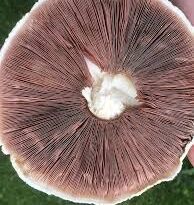 Economic Importance, Uses, and By-Products of Mushroom Basidiospores