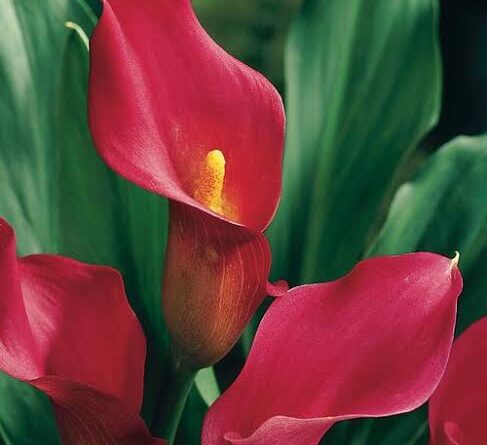 Calla Flower (Zantedeschia): All You Need To Know About