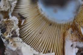 Economic Importance, Uses, and By-Products of Mushroom Basidiospores Mushroom Basidiospores