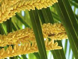 Economic Importance, Uses, and By-Products of Oil Palm Pollen