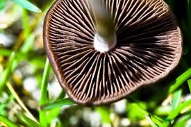 Economic Importance, Uses, and By-Products of Mushroom Spores