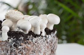 Mushroom Mycelium