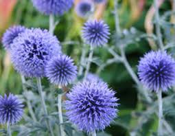 Thistle Flowers: Complete Growing and Care Guide 