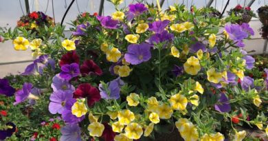 Significance And Uses of Walmart Flowers