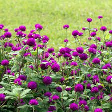 Gomphrena Flowers (Globe Amaranth): Complete Growing and Care Guide