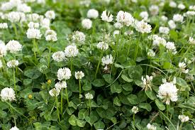 Clover Flowers (Trifolium): Complete Growing and Care Guide 