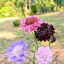 Pincushion Flowers (Scabiosa Spp): Complete Growing and Care Guide