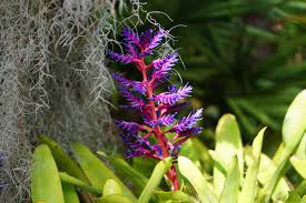 Bromeliad Flowers: Complete Growing and Care Guide 